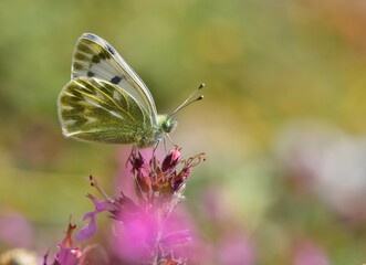 Pontia Callidice  1143