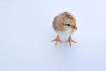 One newborn chick isolated on white background.