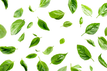 Floating Basil Leaves On Black. Fresh, Aromatic Herbs For Cooking. Food Photography Concept