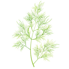 Fototapeta premium Fresh dill sprig solid culinary herb minimalist nature concept, isolated on white or transparent background