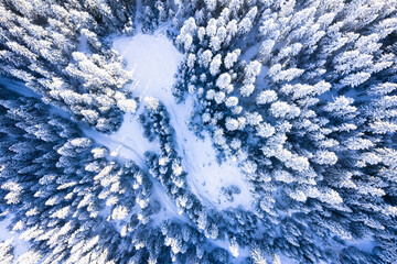 Morning aerial view of the winter forest. Top view of snow-covered larch trees. Outdoor activities and ecological tourism. Natural background.