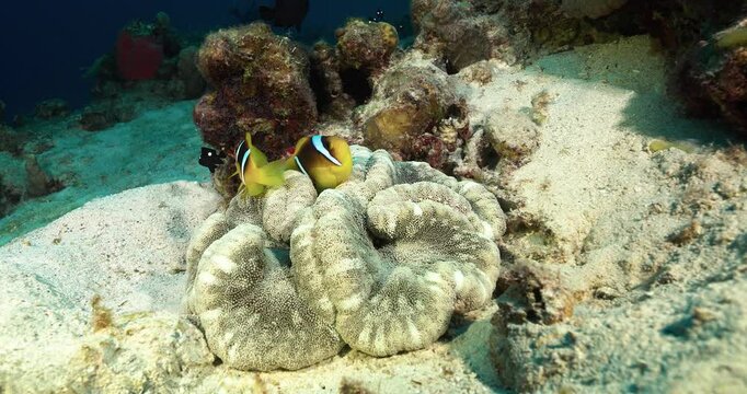 Beautiful 4 Anemony's with clown fish swimming and protect it