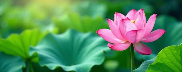 Obraz premium Delicate pink lotus flower surrounded by green leaves, watercolor style, flower, delicate, watercolor