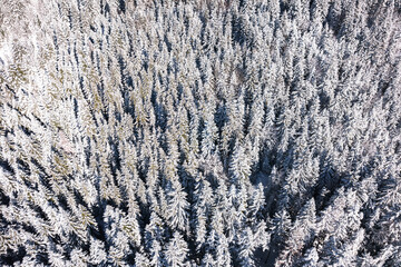 Morning aerial view of the winter forest. Top view of snow-covered larch trees. Outdoor activities and ecological tourism. Natural background.