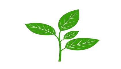 Fototapeta premium Green basil sprout, growth, white background, cooking