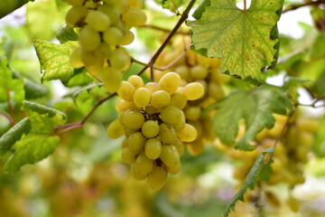 grapes in the vineyard, Vineyard and cafe, vineyard, Bouquet of green and red grapes, Shine muscat, Bunch of grapes that are near ripe in the vineyard