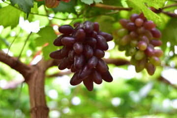 grapes in the vineyard, Vineyard and cafe, vineyard, Bouquet of green and red grapes, Shine muscat, Bunch of grapes that are near ripe in the vineyard