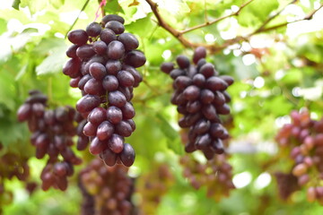 grapes in the vineyard, Vineyard and cafe, vineyard, Bouquet of green and red grapes, Shine muscat, Bunch of grapes that are near ripe in the vineyard