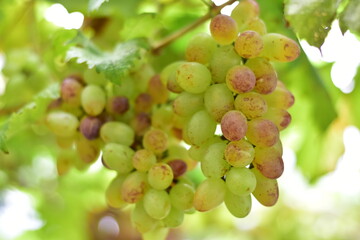 grapes in the vineyard, Vineyard and cafe, vineyard, Bouquet of green and red grapes, Shine muscat, Bunch of grapes that are near ripe in the vineyard