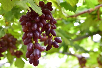 grapes in the vineyard, Vineyard and cafe, vineyard, Bouquet of green and red grapes, Shine muscat, Bunch of grapes that are near ripe in the vineyard