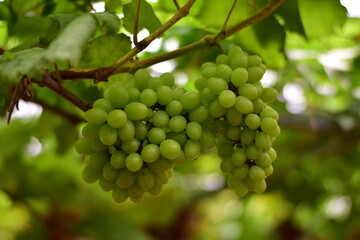 grapes in the vineyard, Vineyard and cafe, vineyard, Bouquet of green and red grapes, Shine muscat, Bunch of grapes that are near ripe in the vineyard