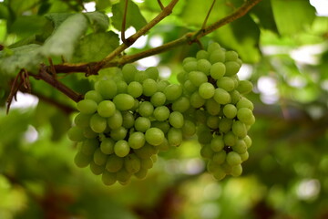 grapes in the vineyard, Vineyard and cafe, vineyard, Bouquet of green and red grapes, Shine muscat, Bunch of grapes that are near ripe in the vineyard