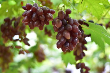 grapes in the vineyard, Vineyard and cafe, vineyard, Bouquet of green and red grapes, Shine muscat, Bunch of grapes that are near ripe in the vineyard