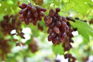 grapes in the vineyard, Vineyard and cafe, vineyard, Bouquet of green and red grapes, Shine muscat, Bunch of grapes that are near ripe in the vineyard