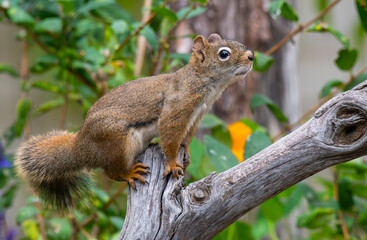 Red Squirrel on Snag