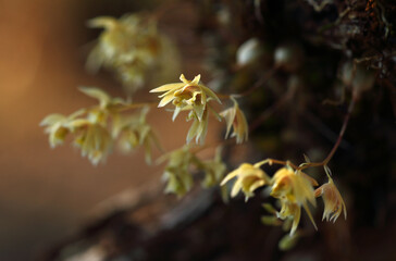 Amazing wild orchids of Thailand