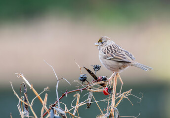 Golden-crowned Sparrow and Branches in Winter