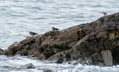 Sandpipers on Rocks, Dunlin and Surfbird