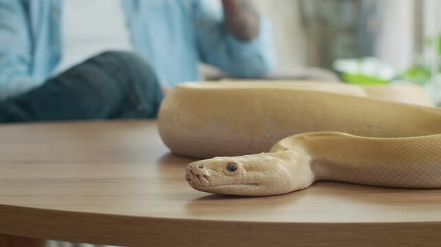 Focus on yellow python snake wrapping on table while anonymous owner having phone talk at home in background