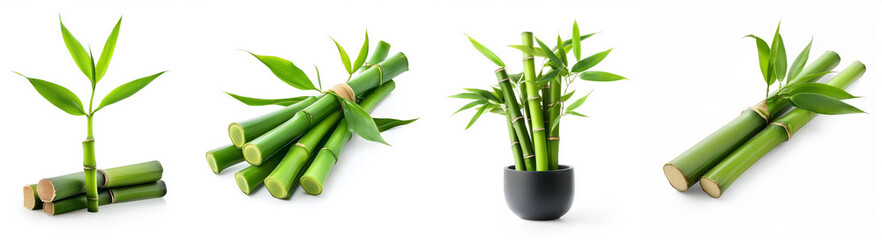 Fototapeta premium Green bamboo with leaves, isolated on white background, showcasing various arrangements and styles