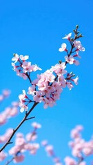 A single branch with delicate pink cherry blossom branches in a clear bright blue sky, pink flowers, trees, blossoming