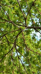 Fototapeta premium A sprawling acacia branch with many leaves and twigs, stem, branch