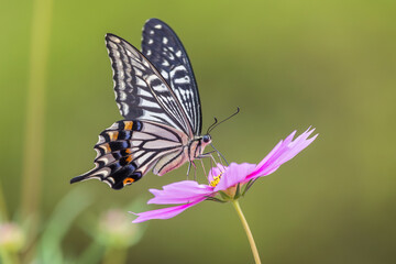 old world swallowtail butterfly