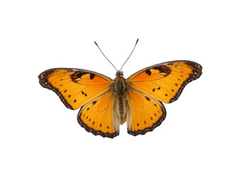 butterfly isolated on white background