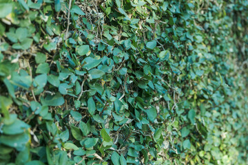 壁一面ににびっしり生えた蔦植物の緑の葉　