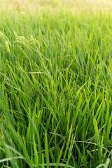 Early maturing paddy with its grains filling the entire frame in portrait mode
