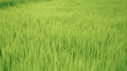 Focus on the young rice plants from a high angle with a surrounding bokeh background