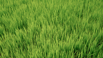Fresh young paddy plants fill the entire frame, with dark shadows from above adding depth and contrast to the image