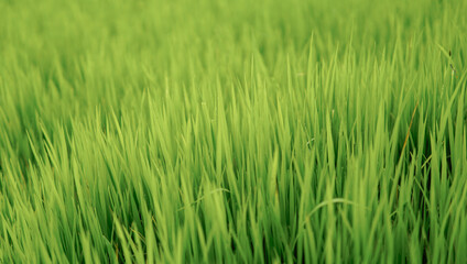 Fresh young paddy plants leaning slightly to the right, with the focus on the central part