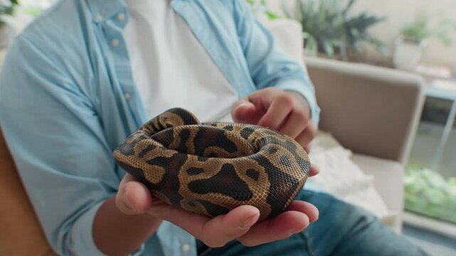 Cropped shot of anonymous tattooed male owner stroking mottled skin of small python at home
