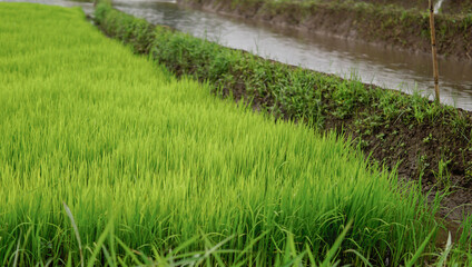 Terracing divided into two distinct sections, sloping to the right one part with young paddy and the other filled with water, creating a unique and interesting pattern