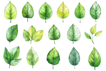 collection of various green leaves showcasing different shapes and shades, perfect for nature themed designs and illustrations