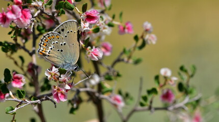 Satyrium ledereri  1103