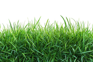 Fototapeta premium Lush green grass with vibrant blades, creating natural landscape feel. Perfect for outdoor themes and nature related projects
