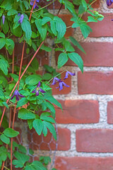 Plants, flowers and brick wall in nature outdoor for gardening, exterior design and sustainability. Clematis integrifolia, natural growth and environment for green ecology, blossom and botany
