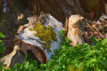 Plants, tree bark and nature outdoor of forest ground, sustainable environment and deforestation. Broken branch, green leaves and tropical ecosystem, natural growth and jungle moss of ecology habitat