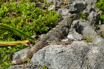Iguana in Mexico wild life