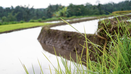 The main focus is on the wild grass in front, slightly blurred (bokeh), while the background of the terraces with reflective water creates a dramatic effect