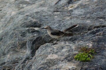 Northern Mockingbird in Mexico by the see