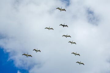Pelican fishing in Mexixo Caribbean sea