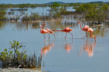 Group of flamingos in the water in Mexico