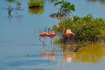 Group of flamingos in the water in Mexico