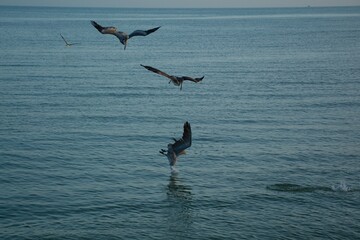 Pelican fishing in Mexixo Caribbean sea