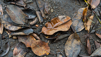 From the right angle, wet fallen leaves are scattered on the dirty ground, creating a deep perspective and an interesting visual dimension