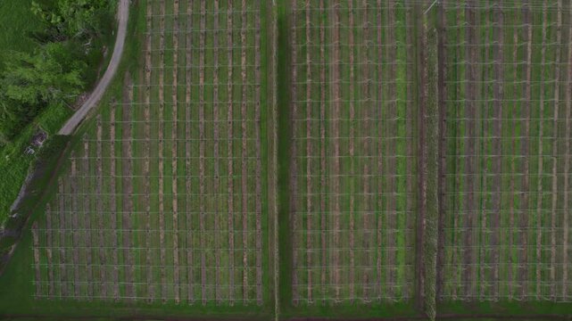 Top-down aerial view of an agricultural field near Te Puke, New Zealand. Orderly crop rows, highlight the region's commitment to sustainable farming and efficient land use.