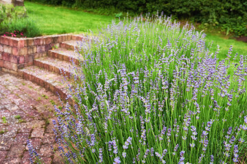 Fototapeta premium Flowers, lavender and plants in garden, landscape and growth with environment. Empty, outdoor backyard for sustainability, ecology and nature with springtime, blossom and blooming with green lawn